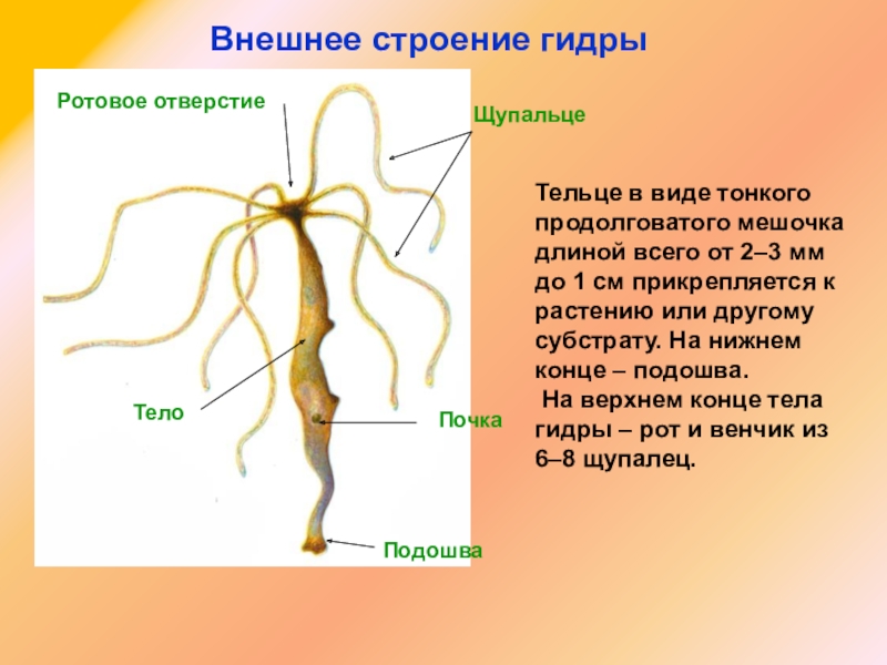 Как вернуть профиль в кракене